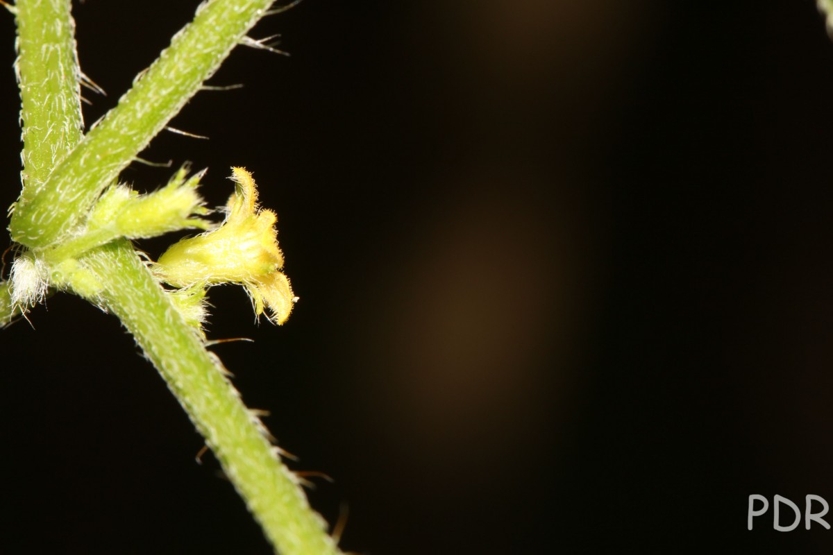 Cucumis maderaspatanus L.